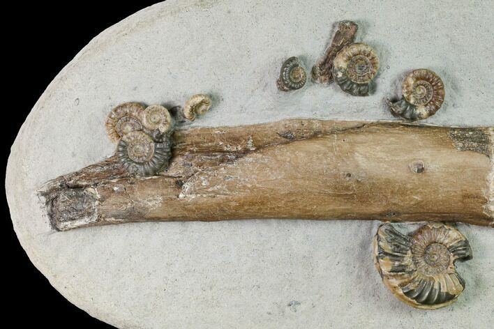 Jurassic Ammonite & Petrified Wood Association - Dorset, England #171275